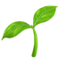 Seed